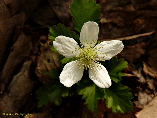 {Rubus flagellaris}